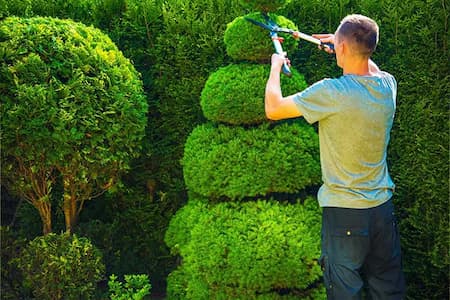 Trimming Bushes in Fall