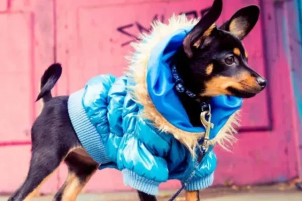 Guide to Buying Clothes for Your Teacup Chihuahua