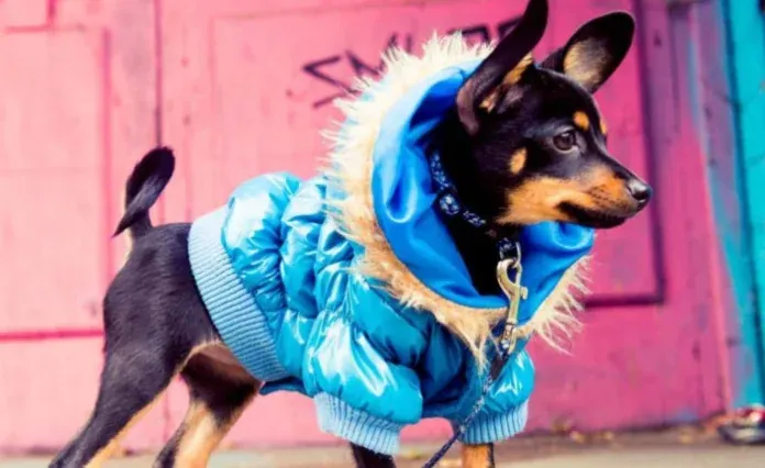 Guide to Buying Clothes for Your Teacup Chihuahua