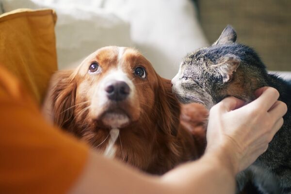 How London Pet Owners Choose Safe Daily Care for Their Dogs