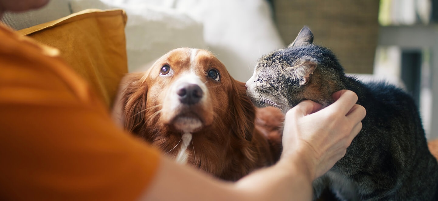 How London Pet Owners Choose Safe Daily Care for Their Dogs